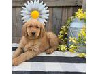 Golden Retriever Puppy for sale in Hamptonville, NC, USA