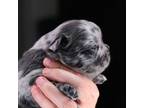 French Bulldog Puppy for sale in Harvest, AL, USA