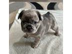 French Bulldog Puppy for sale in Harvest, AL, USA