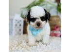Poodle (Toy) Puppy for sale in Branch, AR, USA