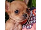 Chihuahua Puppy for sale in Adamsville, TN, USA