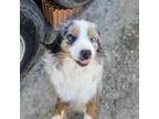 Miniature Australian Shepherd Puppy for sale in Fulton, MO, USA