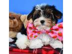 Biewer Terrier Puppy for sale in Fort Worth, TX, USA