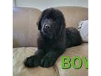 Newfoundland Puppy for sale in Newmanstown, PA, USA