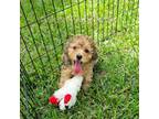 Cock-A-Poo Puppy for sale in Taylor, AR, USA