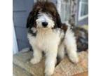 Mutt Puppy for sale in Williamstown, KY, USA