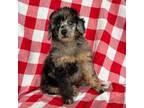 Poodle (Toy) Puppy for sale in Bloomfield, MO, USA