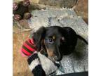 Dachshund Puppy for sale in Ringling, OK, USA