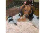 Dachshund Puppy for sale in Ringling, OK, USA