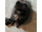 Pomeranian Puppy for sale in Brentwood, CA, USA