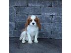 Cavalier King Charles Spaniel Puppy for sale in Westcliffe, CO, USA