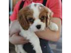 Cavalier King Charles Spaniel Puppy for sale in Westcliffe, CO, USA