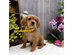 Cavalier King Charles Spaniel Puppy for sale in Dornsife, PA, USA