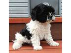 Cavapoo Puppy for sale in Sheridan, MT, USA