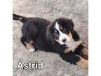 Astrid