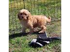 Cavapoo Puppy for sale in Harmony, NC, USA