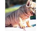 French Bulldog Puppy for sale in Three Rivers, CA, USA