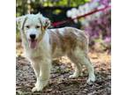 Australian Shepherd Puppy for sale in Columbia, SC, USA