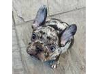 French Bulldog Puppy for sale in Long Beach, CA, USA