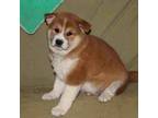 Shiba Inu Puppy for sale in Charleston, AR, USA