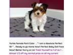 Yorkshire Terrier Puppy for sale in Marietta, GA, USA