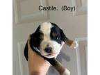 Cavapoo Puppy for sale in Sparta, TN, USA