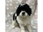 Aussiedoodle Puppy for sale in Saint Simons Island, GA, USA