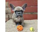 French Bulldog Puppy for sale in Cashton, WI, USA