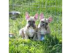 French Bulldog Puppy for sale in Cashton, WI, USA