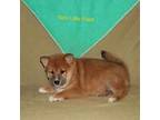 Shiba Inu Puppy for sale in Charleston, AR, USA
