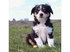 Miniature Australian Shepherd Puppy for sale in Bly, OR, USA