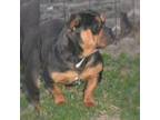 Mutt Puppy for sale in Pomona, MO, USA