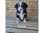 Sadie