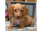 Dachshund Puppy for sale in Church Hill, TN, USA