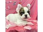 French Bulldog Puppy for sale in Albuquerque, NM, USA