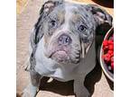 Olde English Bulldogge Puppy for sale in Pittsburg, CA, USA