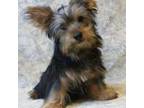 Silky Terrier Puppy for sale in Poplar Bluff, MO, USA