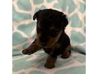 Welsh Terrier Puppy for sale in Henryetta, OK, USA