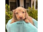 Dachshund Puppy for sale in Laurel, MS, USA