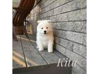 Samoyed Puppy for sale in Stanley, WI, USA