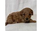 Mutt Puppy for sale in Copan, OK, USA