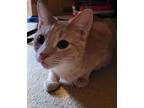 Tanner, Domestic Shorthair For Adoption In Sykesville, Maryland