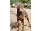 Blue, Doberman Pinscher For Adoption In Fillmore, California