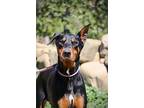 Beauty, Doberman Pinscher For Adoption In Fillmore, California