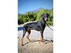 Audrey, Doberman Pinscher For Adoption In Fillmore, California