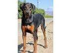 Calypso, Doberman Pinscher For Adoption In Fillmore, California