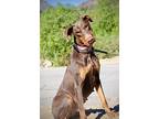 Barbie, Doberman Pinscher For Adoption In Fillmore, California