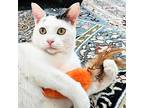 Stitch, Turkish Van For Adoption In Chicago, Illinois