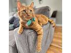 Watson, Domestic Shorthair For Adoption In Chicago, Illinois