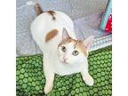 Parsnip, Turkish Van For Adoption In Chicago, Illinois